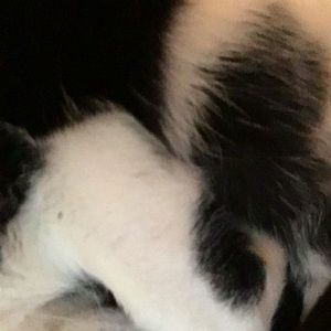 Meet your Posher, Israel